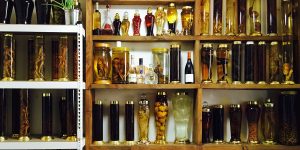 các mẫu kệ trưng bày rượu ngâm đẹp, phổ biến nhất hiện nay